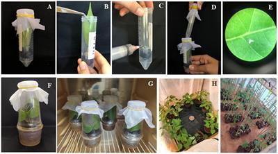 Whitefly-tolerant transgenic common bean (Phaseolus vulgaris) line